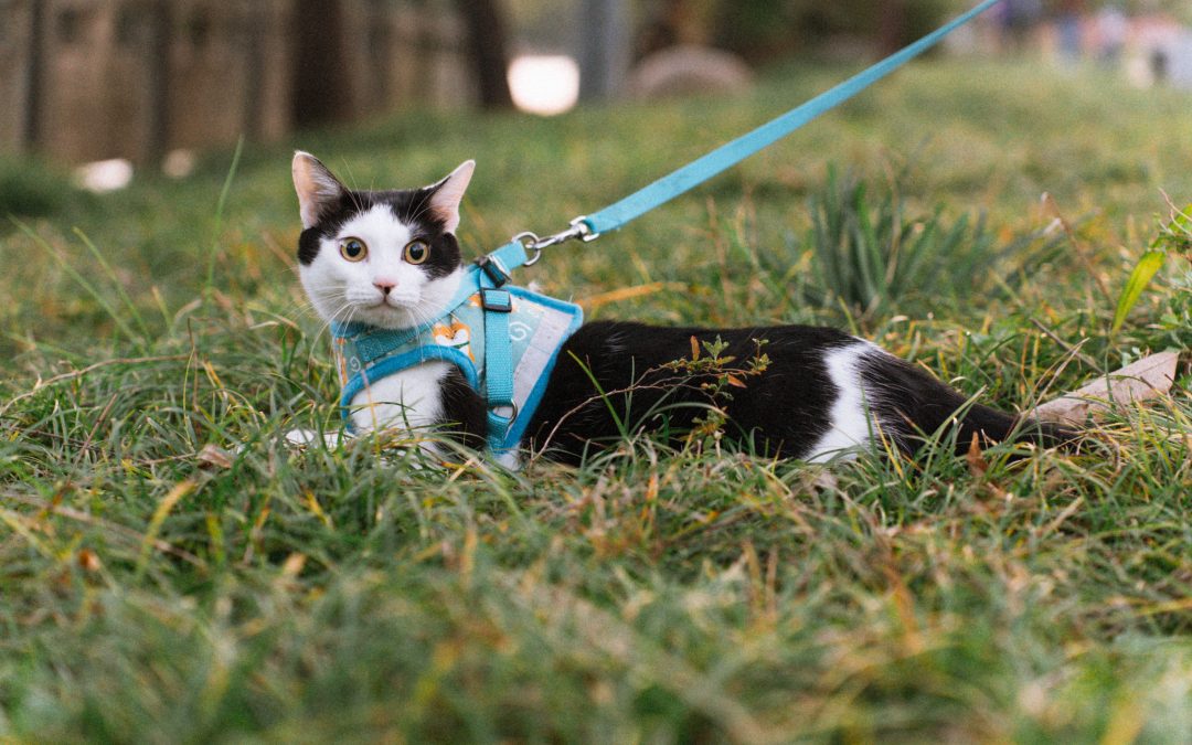 Selecting the Right Pet Gear for Your Furry Friend