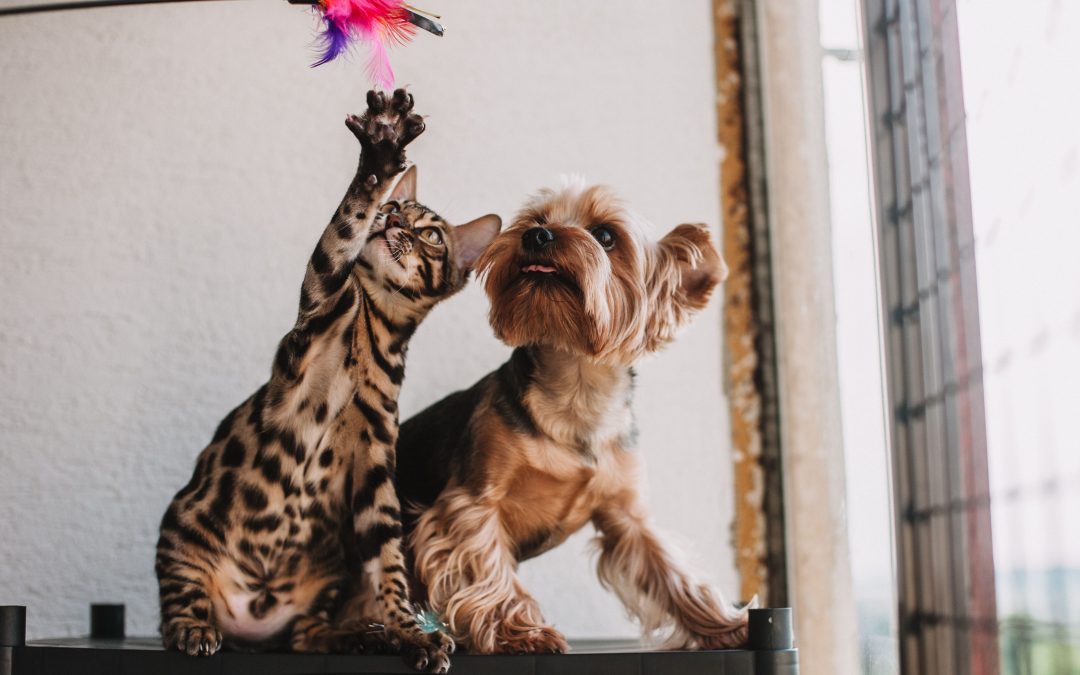 Boost Pet Happiness with Interactive Toys
