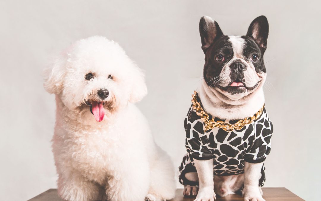 Must-Have Pet Accessories for Every Dog and Cat Owner